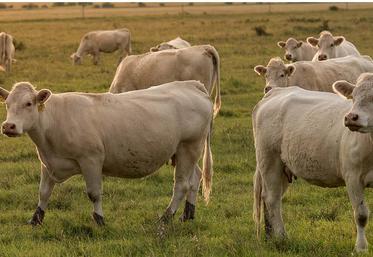 L’amortissement des vaches allaitantes constitue un bon levier fiscal pour certains éleveurs.