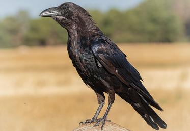 Le piégeage des corvidés, en période de semis de printemps, est une période intense. 
