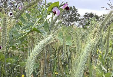 Au printemps prochain, le méteil implanté cet automne pourra être récolté  en ensilage au mois de mai et ainsi reconstituer une partie des stocks qui fait aujourd’hui défaut.