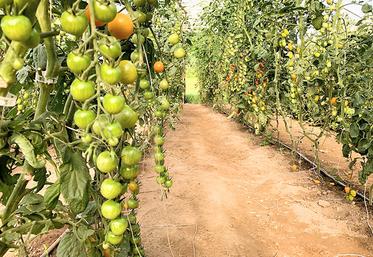 La filière maraîchage est en développement dans la Somme.