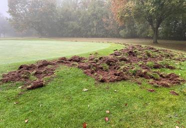 dégâts sangliers golf Saint-Quentin