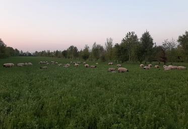 élevage ovin agriculture bio Bio en Hauts-de-France