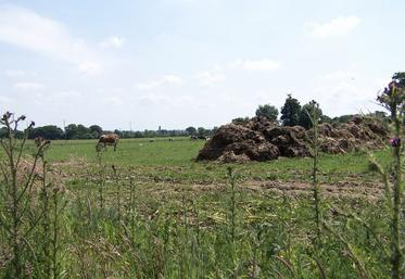 Une prairie déficitaire en potassium présente des repousses plus lentes et une moindre résistance aux épisodes climatiques. 