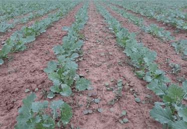 Là où les semis de colza ont été plus tardifs – courant septembre contre des semis entre le 20 et le 22 août –, certaines parcelles pourraient être retournées.
