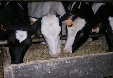 La base d’une ration sèche doit être constituée de céréales aplaties distribuées à volonté (blé, triticale, orge ou mélange 40 % d’orge et 60 % de blé), associées à une source azotée et à un apport suffisant de fibres.