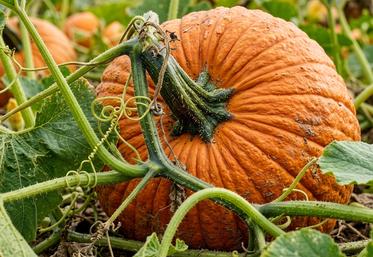 bassins de production citrouilles en France