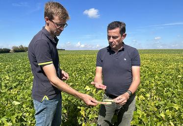 «Beaucoup de grains d’haricots rouges ont été avortés en raison des fortes  chaleurs», indique Timothée Guéroult, agriculteur à Croix-Moligneaux. 