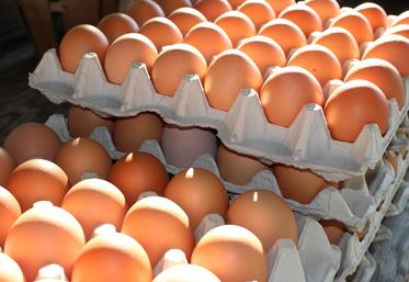 oeufs journée mondiale oeuf