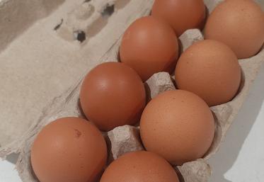 numérotation oeufs