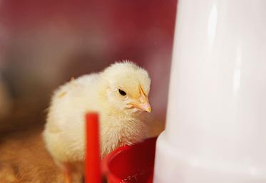 En poulets de chair comme en poules pondeuses, l’abreuvement représente 82 % des volumes consommés. 