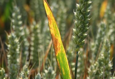 Septoriose.