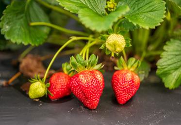 culture fraises formation fruits rouges 