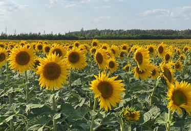 huile de tournesol Ukraine Russie