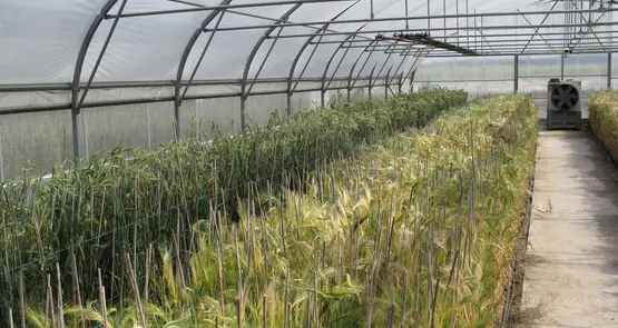 Laboratoire de sélection de variétés de céréales biotechnologiques