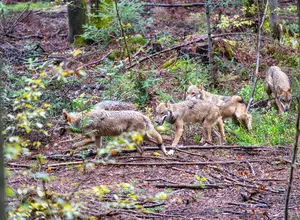 Des loups en Allemagne.