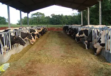 Elevage laitier au Brésil