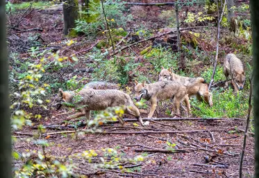 Des loups en Allemagne.