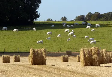 Paysage agricole diversifié