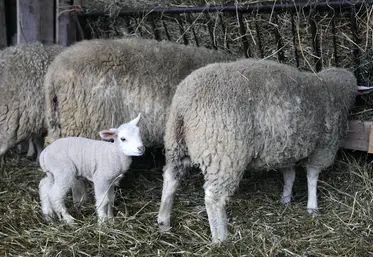 Brebis et agneaux dans une ferme