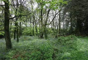 Une forêt bretonne