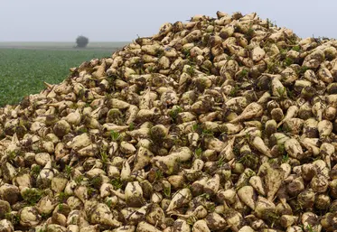 Tas de betterave en Eure-et-Loire