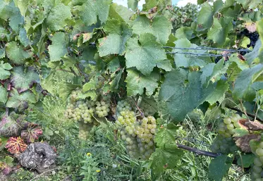 Pied de chardonnay