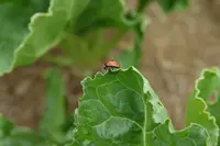 Coccinelle sur une feuille