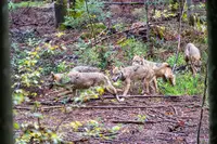 Des loups en Allemagne.