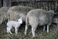 Brebis et agneaux dans une ferme