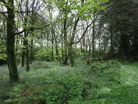 Une forêt bretonne