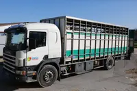Chargement d' un lot de broutards Charolais pour l' engraissement dans une bétaillère