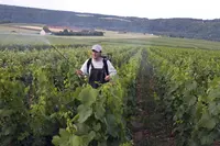 Pulvérisation d' une préparation à base de silice de corne sur des vignes en bio en Champagne.