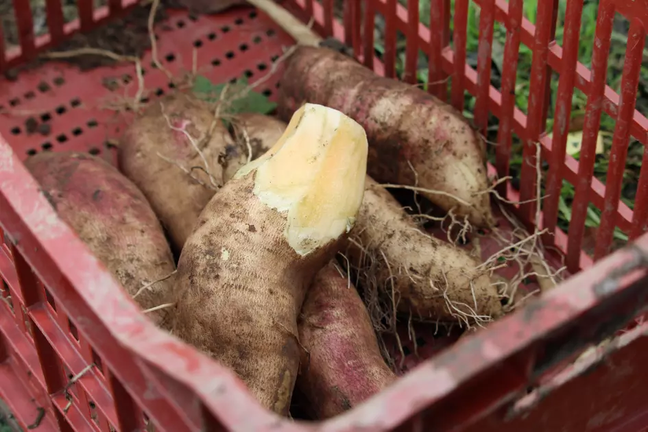Yacon & Co poursuit ses recherches pour acclimater le yacon aux ...