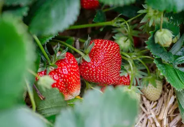 Frais'Nat met au point une solution de lutte biologique adaptée aux fraisiers.