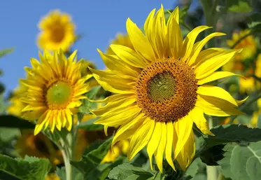 tournesols en fleur