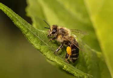 abeilles