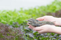 Des crevettes et du mesclun