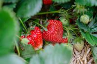 Frais'Nat met au point une solution de lutte biologique adaptée aux fraisiers.