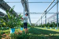 ombrières panneaux photovoltaïques agrivoltaïsme arboriculture