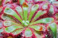 drosera