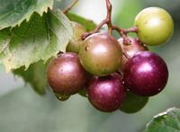  grappe de raisin muscadine 