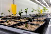 Test dans le laboratoire de Toulouse de Micropep pour développer de nouvelles solutions à base de peptides.