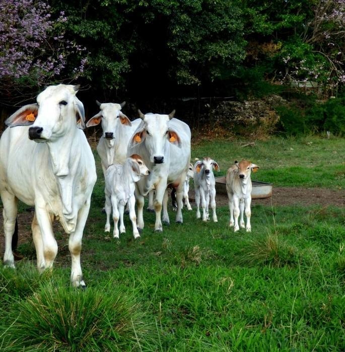 Évènementiel : la race ultramarine brahman choisie comme égérie du Sia 2026