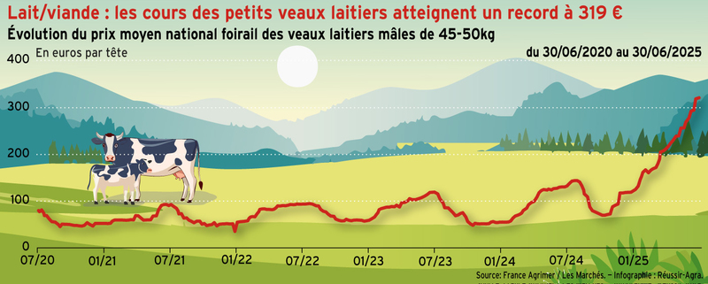 <em class="placeholder">Les cours des petits veaux laitiers atteignent un record à 319 €</em>
