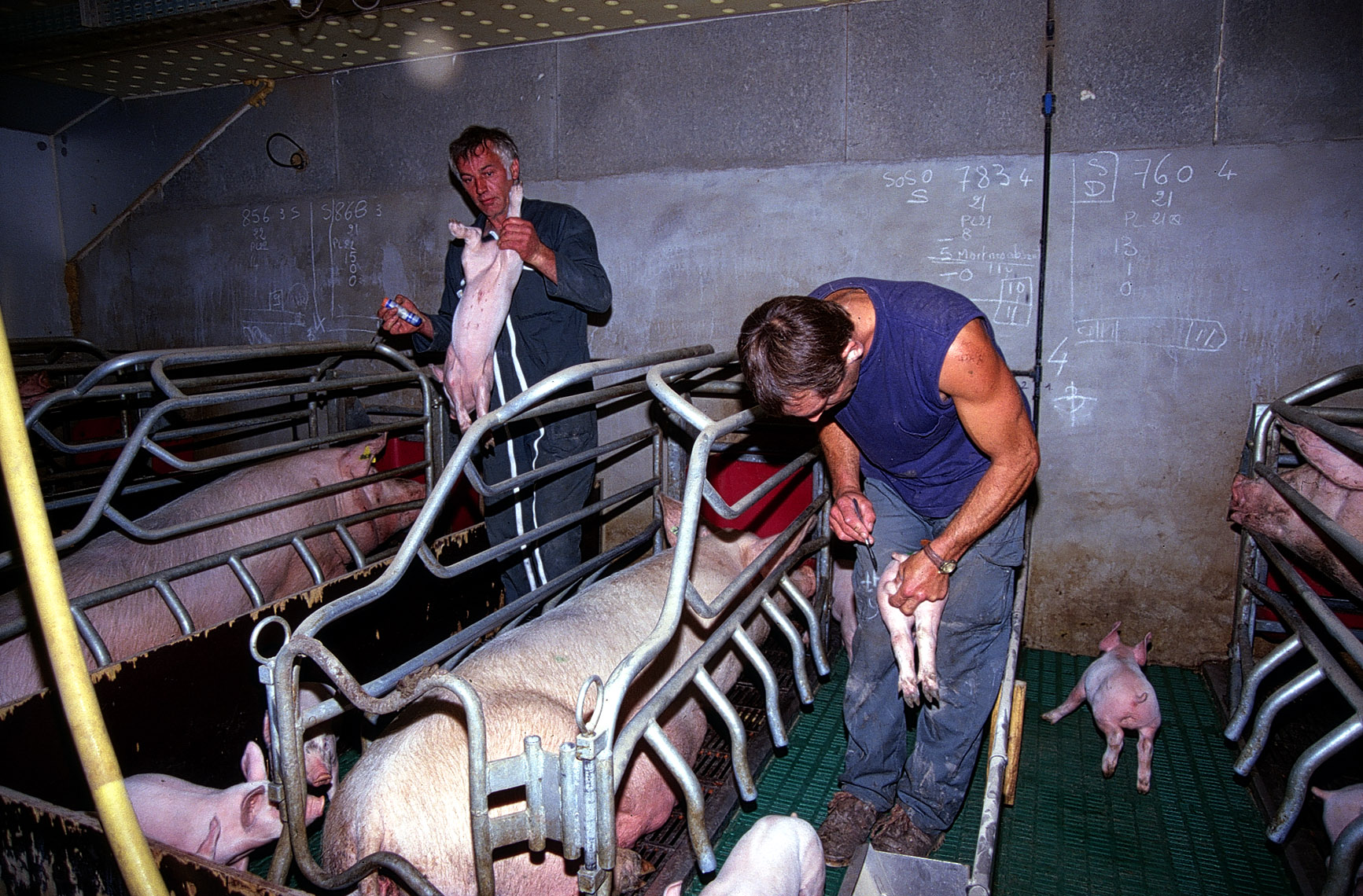 Porc : un marché coupé en deux