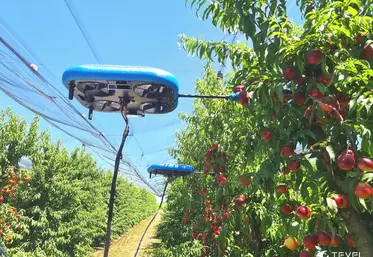 Drone cueillant des nectarines (Italie)