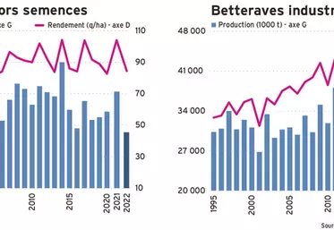 Betterave à sucre : malgré la sécheresse estivale, un rendement préservé