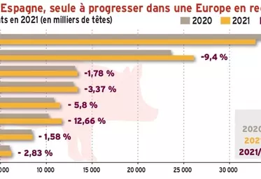Cheptel porcin : l’Espagne, seule à progresser dans une Europe en recul