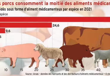 Antibiotiques : les porcs consomment la moitié des aliments médicamenteux vendus