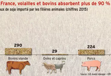 Soja importé : en France, volailles et bovins absorbent plus de 90 % des volumes